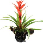 Guzmania