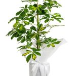 Schefflera (Şeflera) Bitkisi