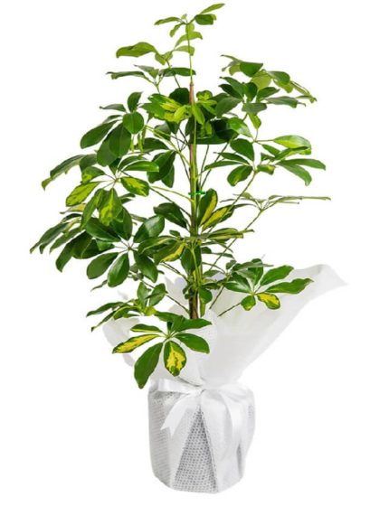 Schefflera (Şeflera) Bitkisi